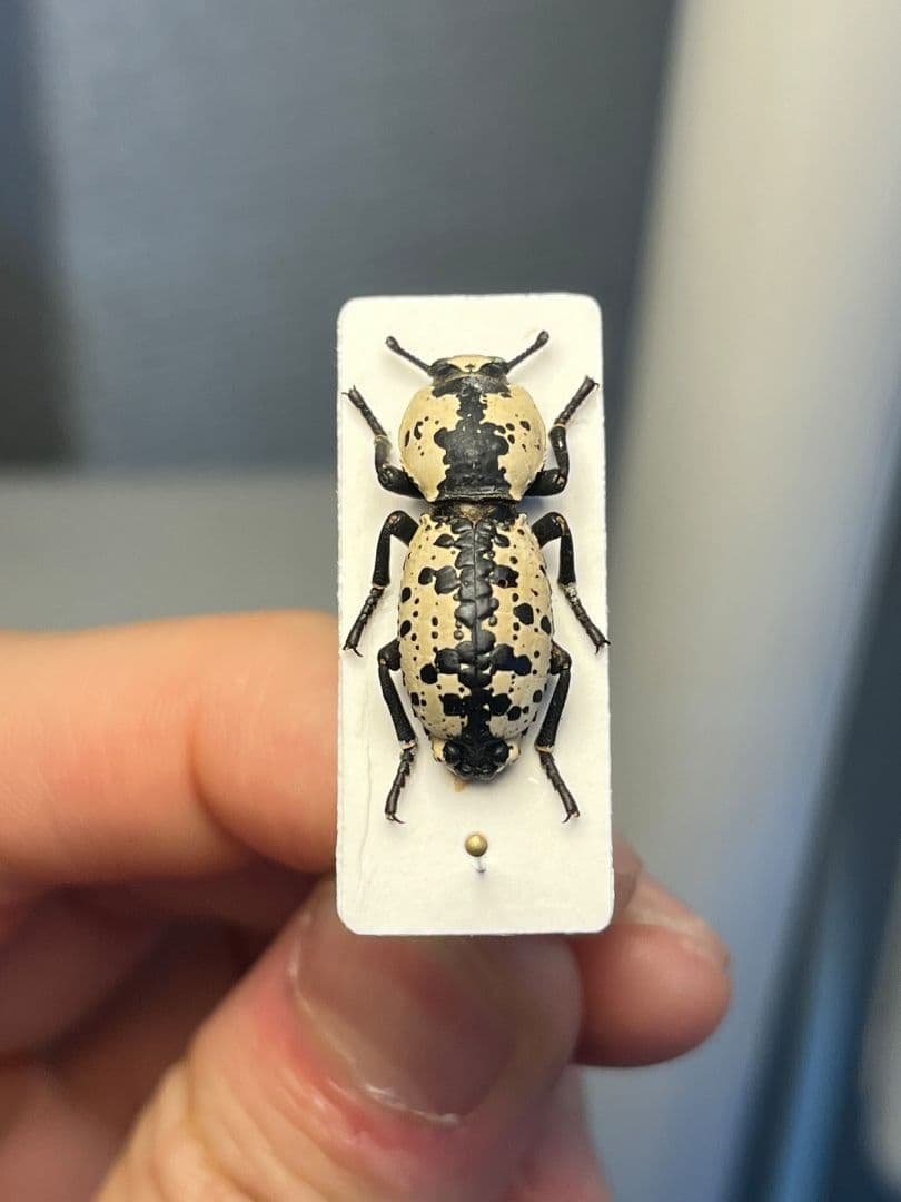 【21mm】シロマダラコブゴミムシダマシ 昆虫標本 Zopherus ゾウムシ